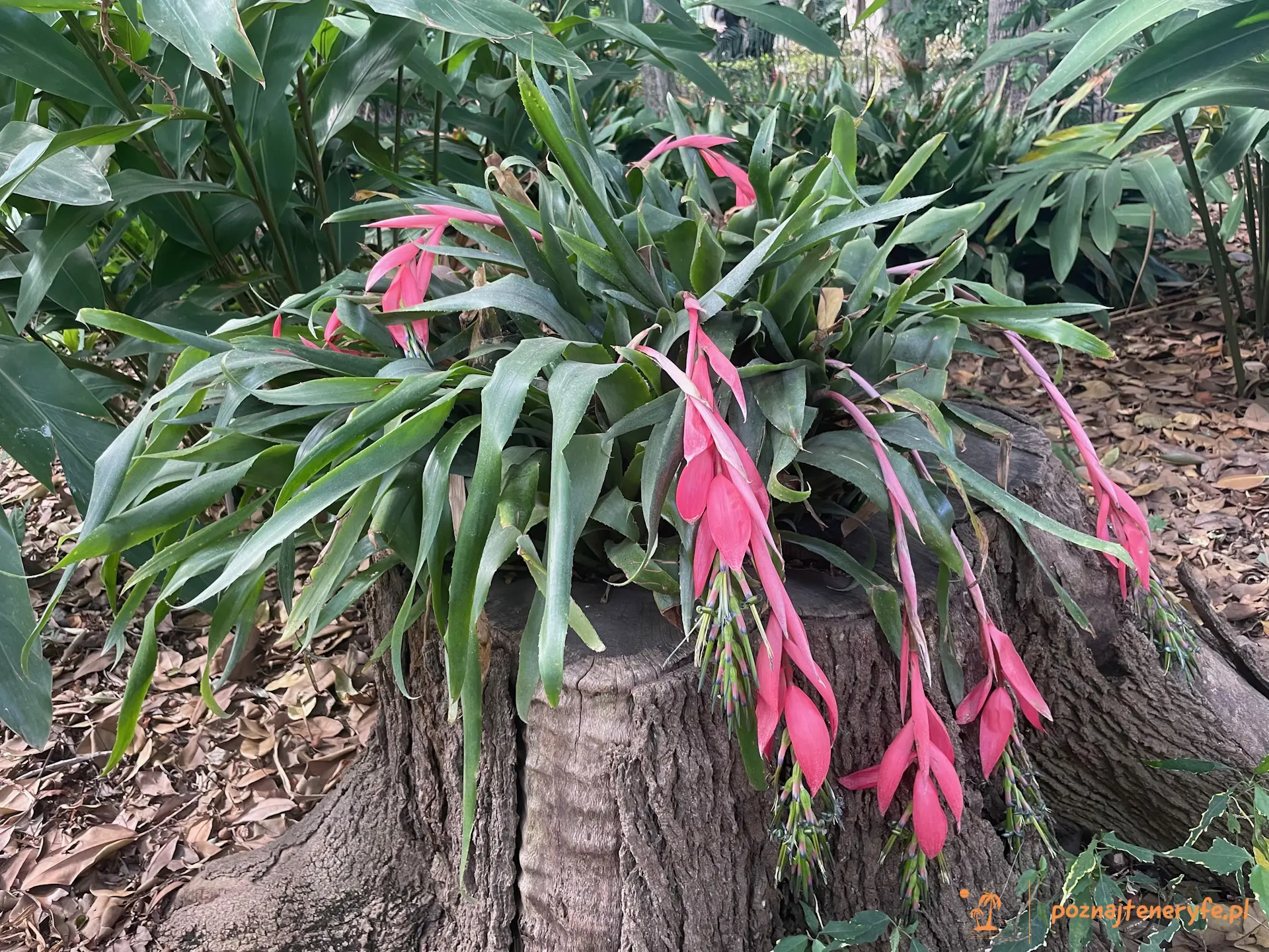 Jardín Botánico