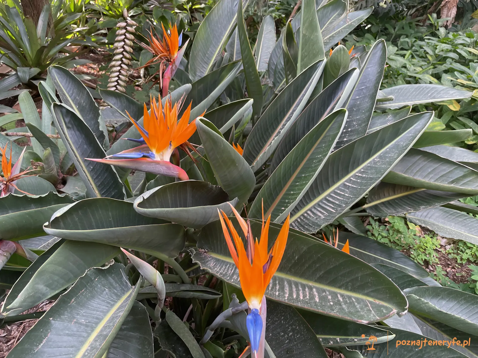 Jardín Botánico