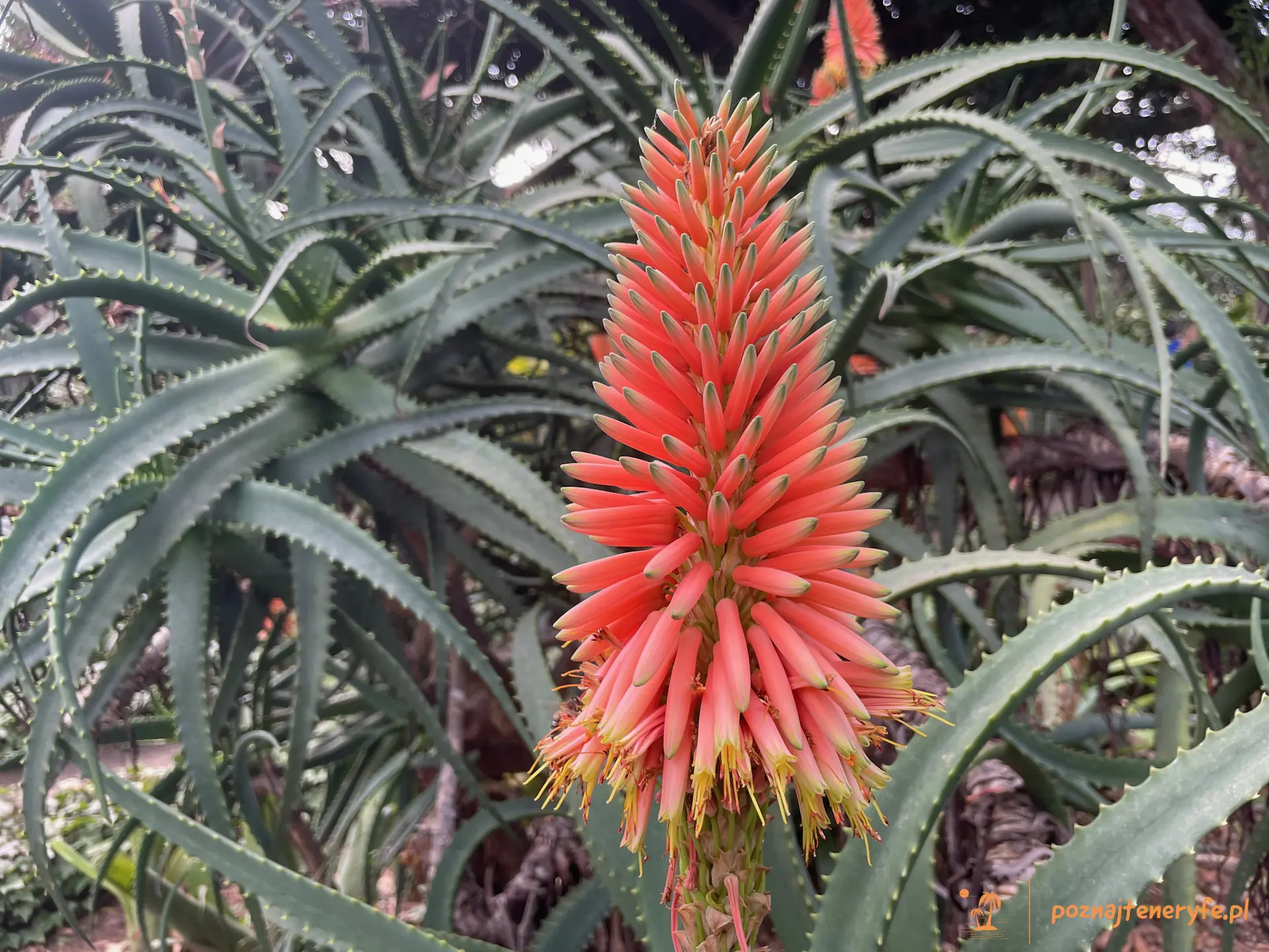 Jardín Botánico