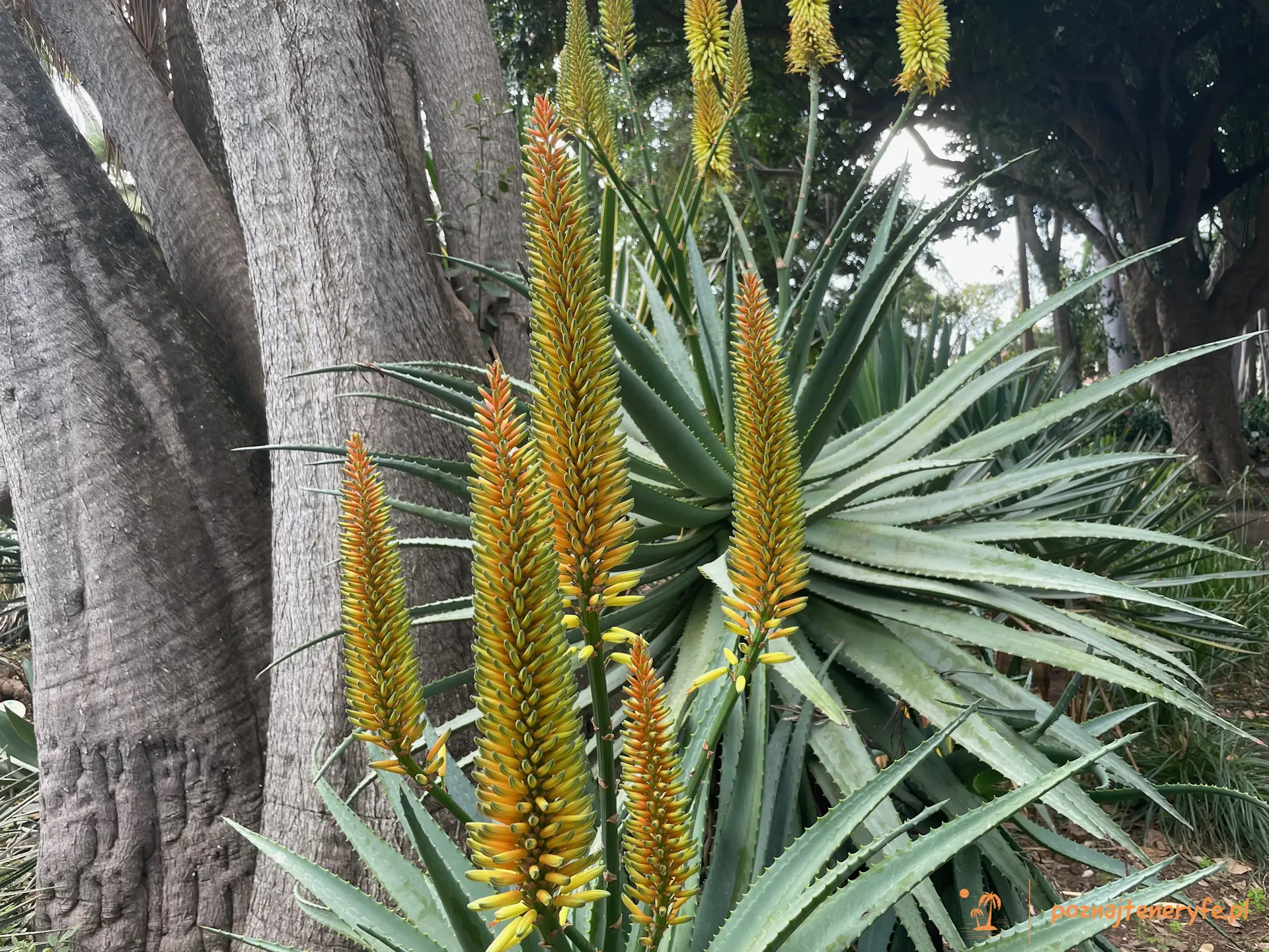 Jardín Botánico