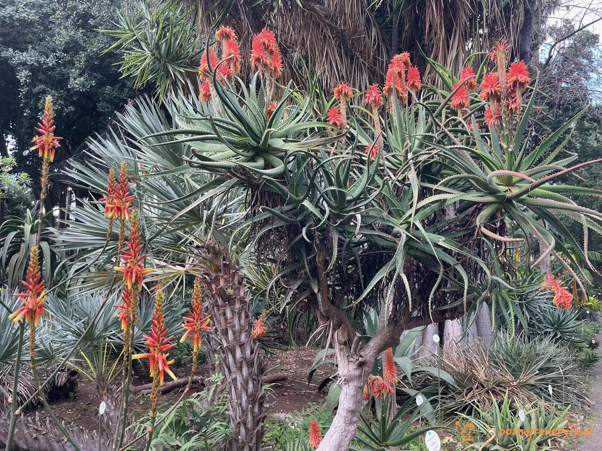 Jardín Botánico