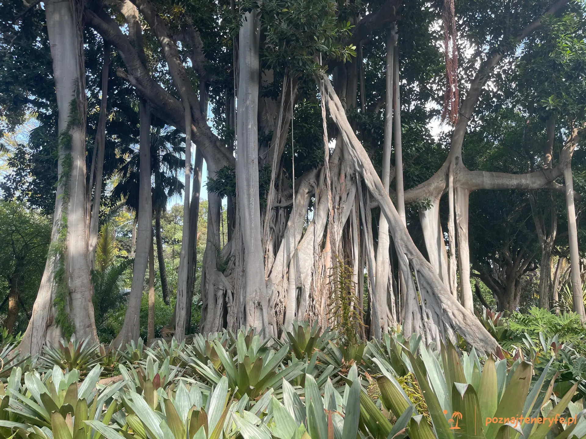 Jardín Botánico