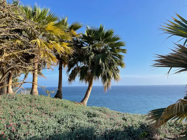 Jardín de Palmetum