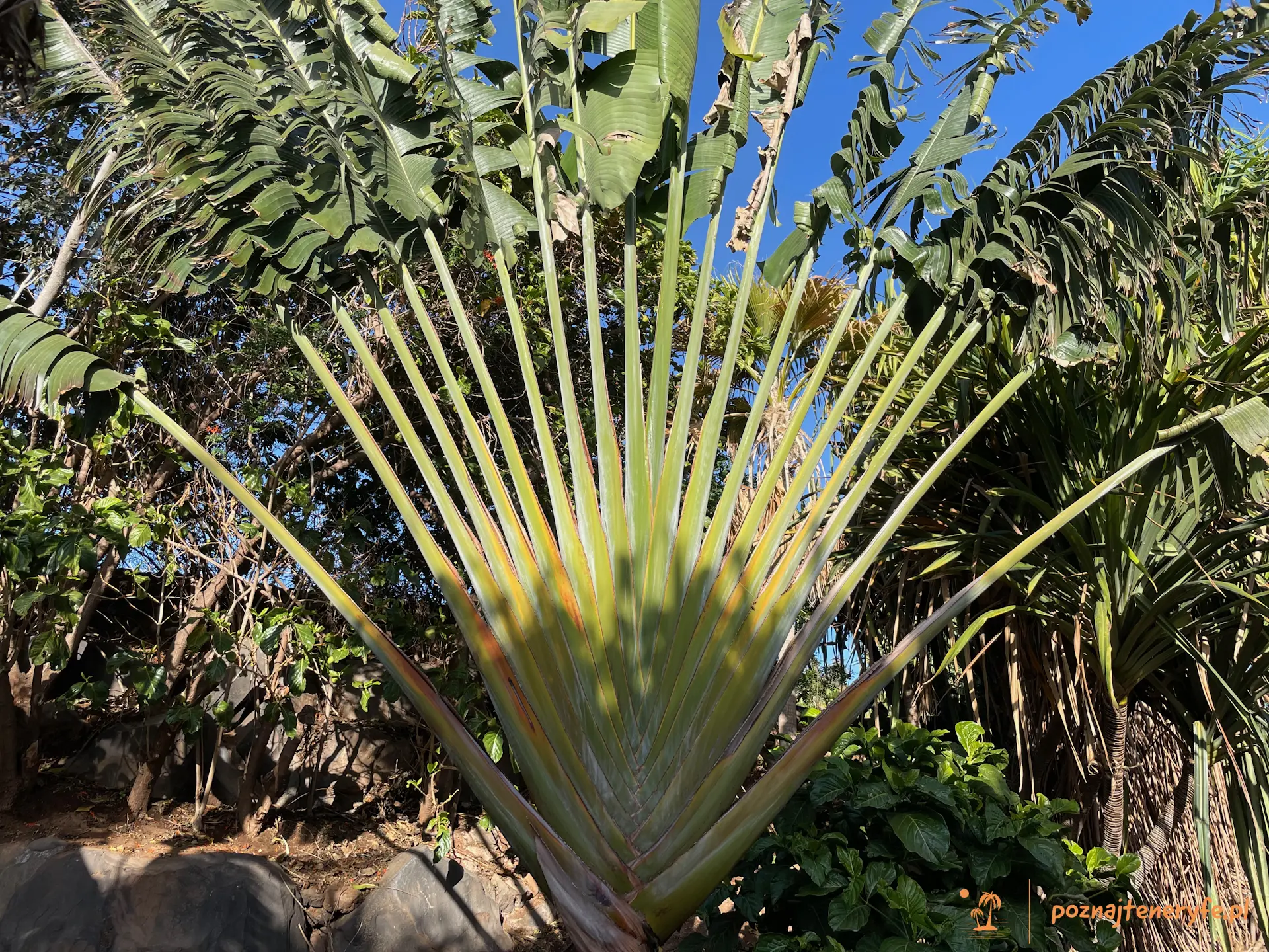 Jardín de Palmetum