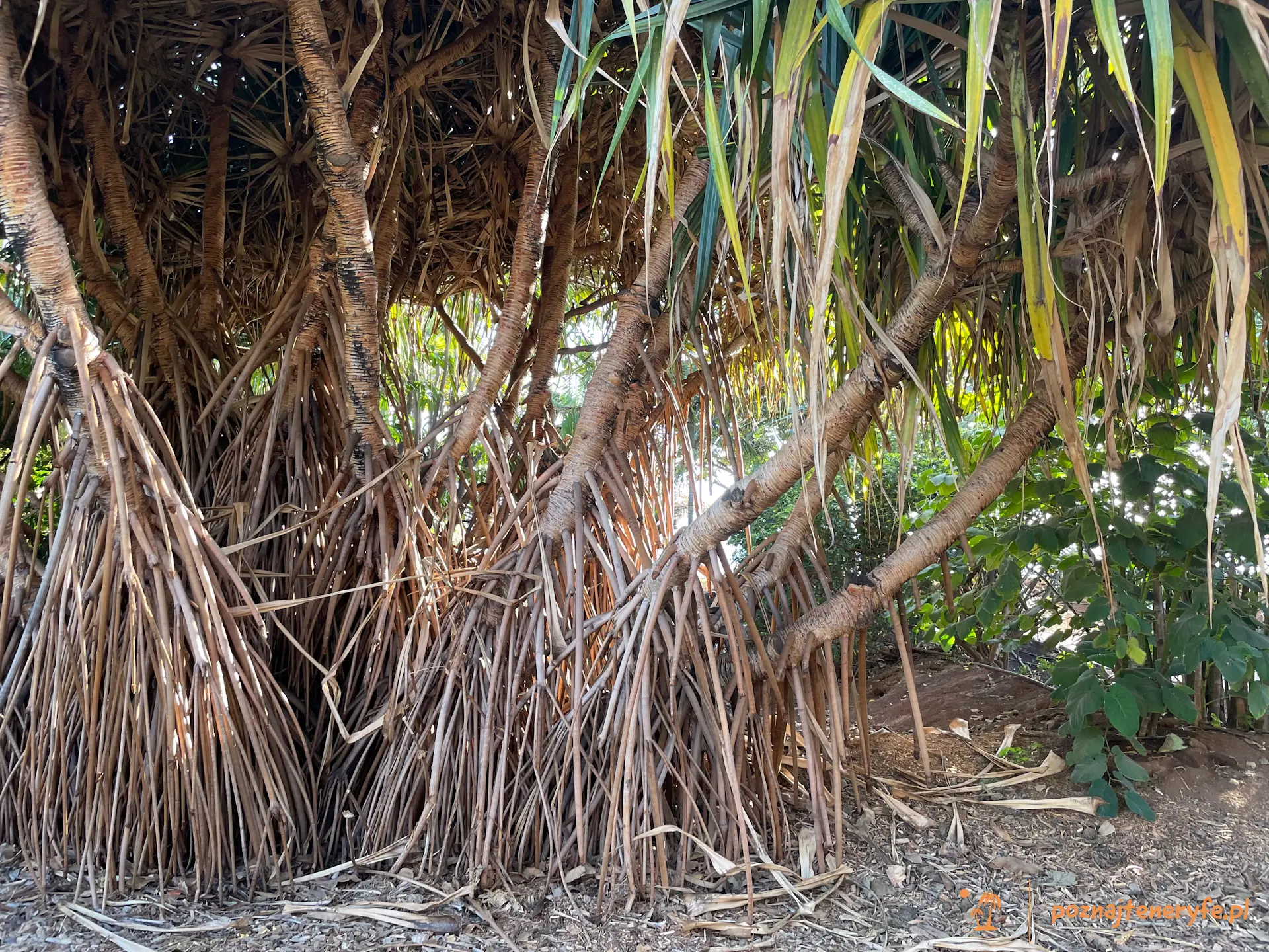 Jardín de Palmetum