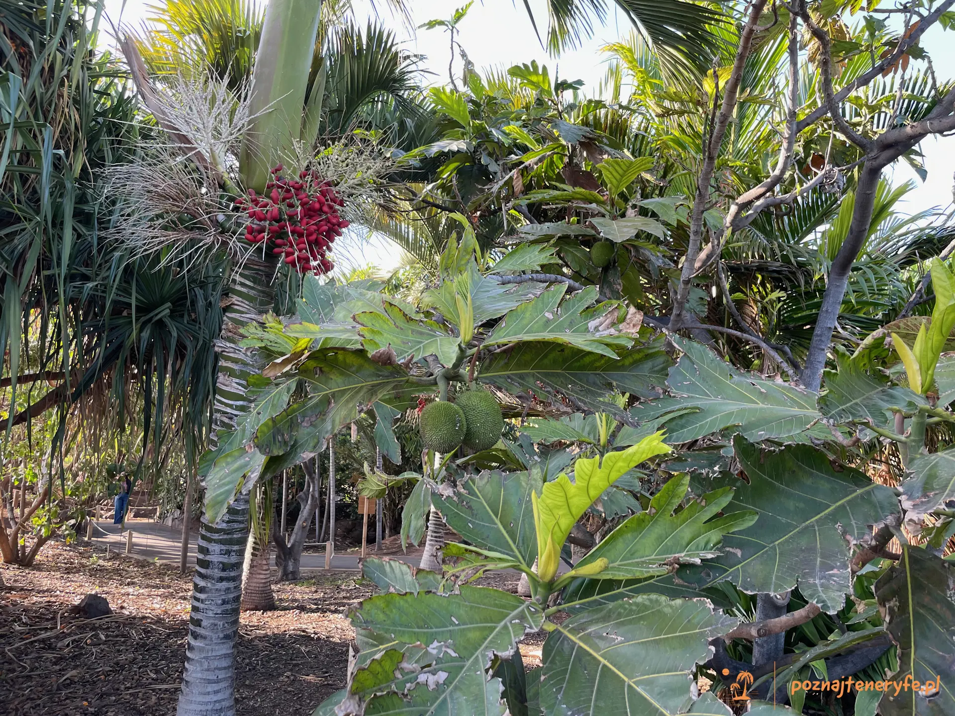 Jardín de Palmetum