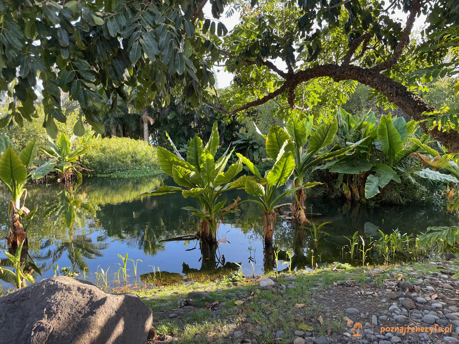 Jardín de Palmetum