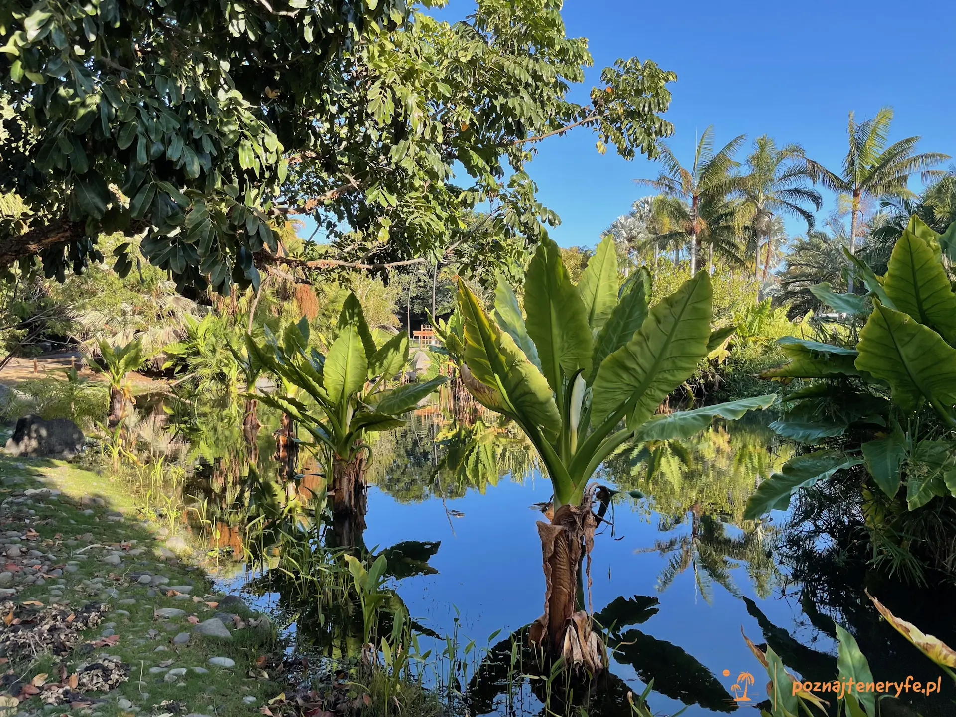 Jardín de Palmetum