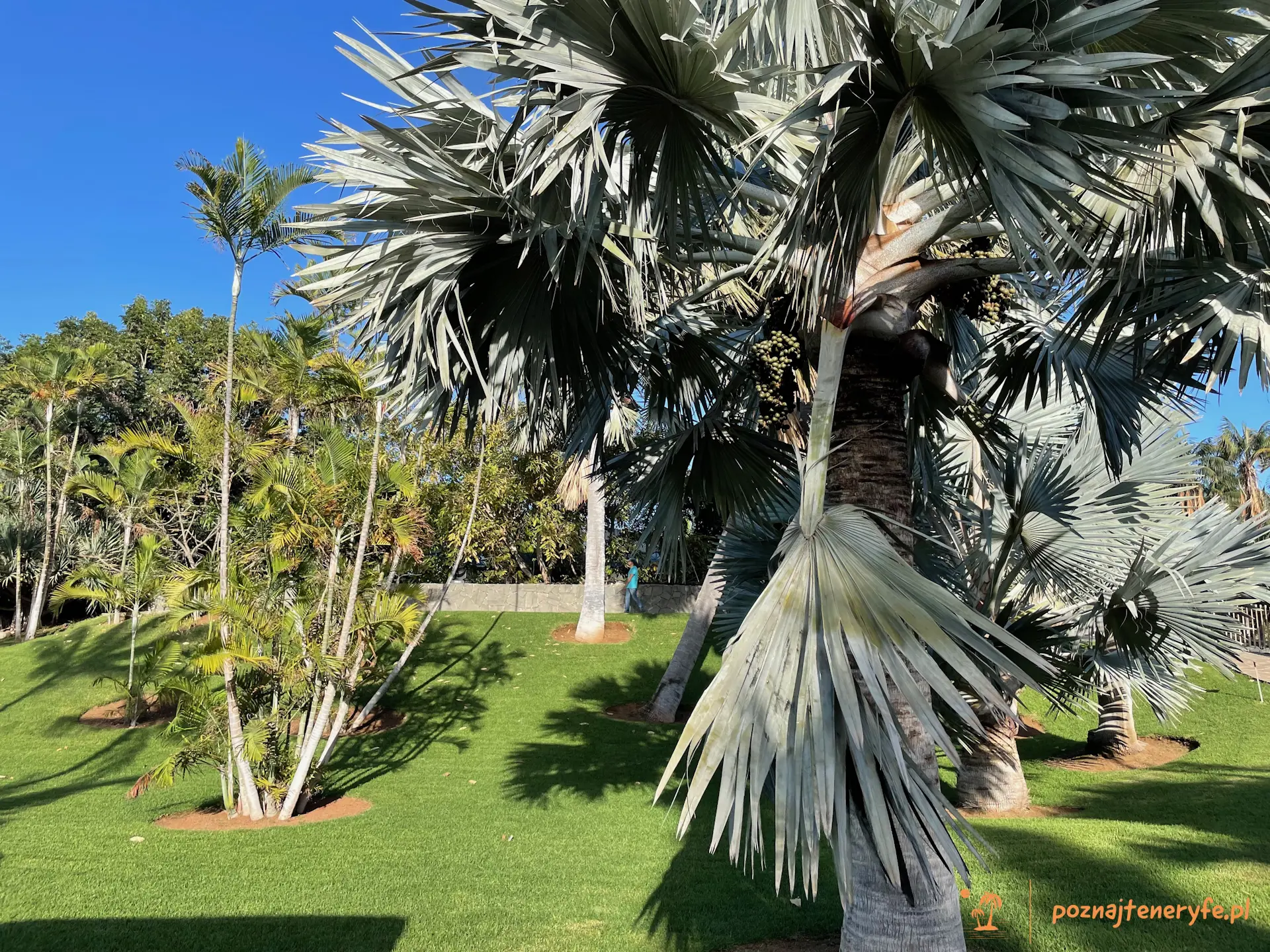 Jardín de Palmetum