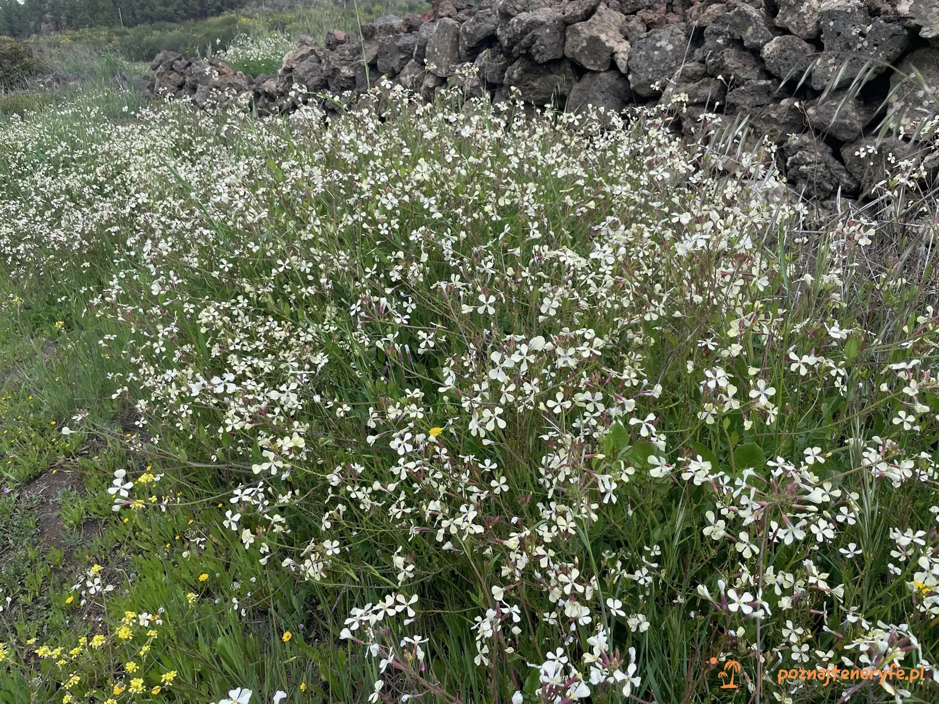 Las flores