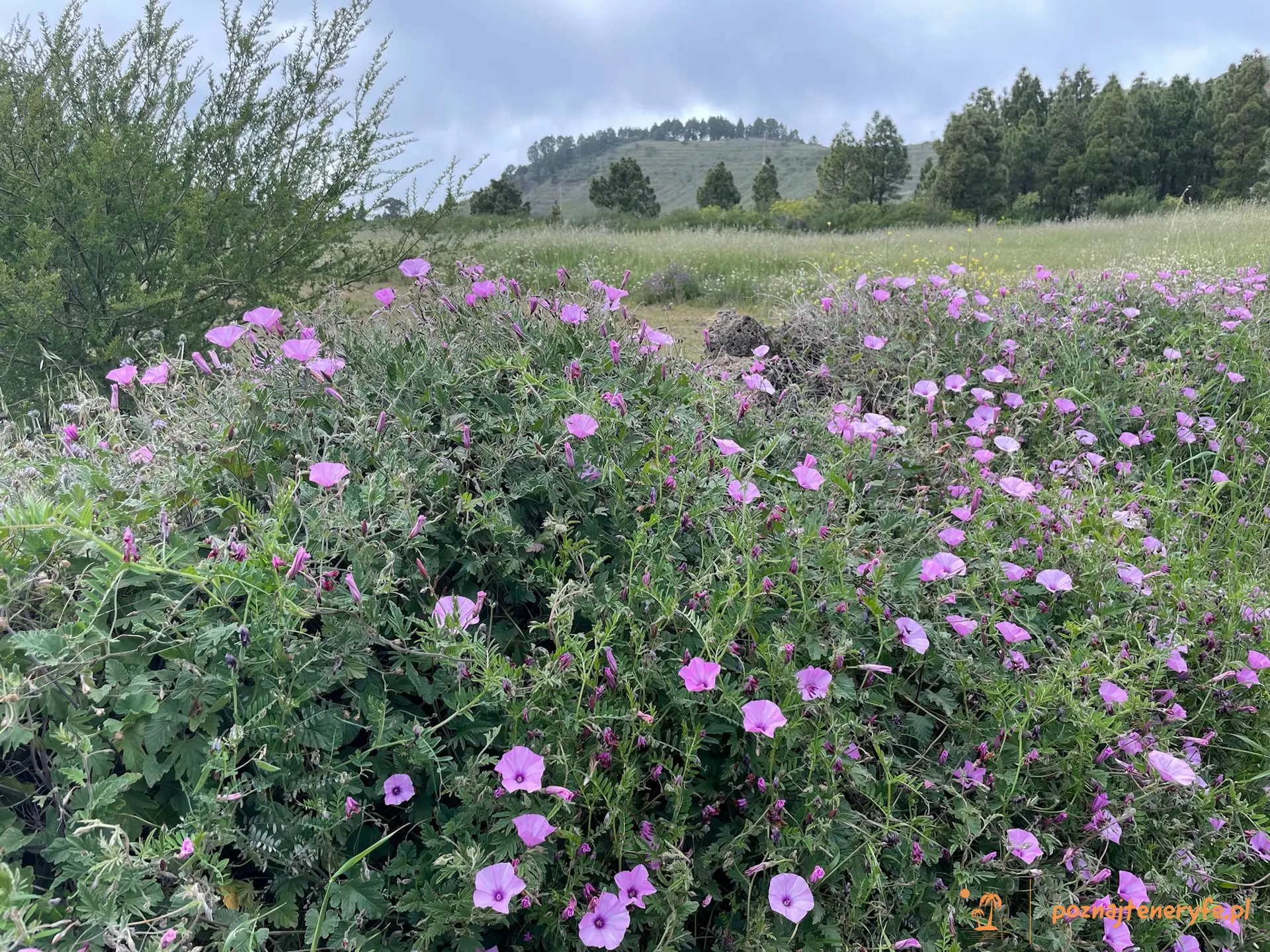 Las flores