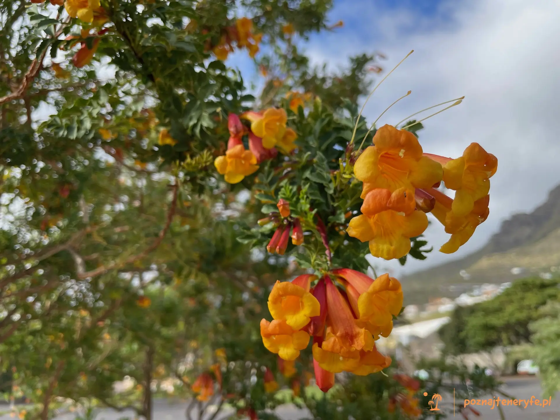 Las flores