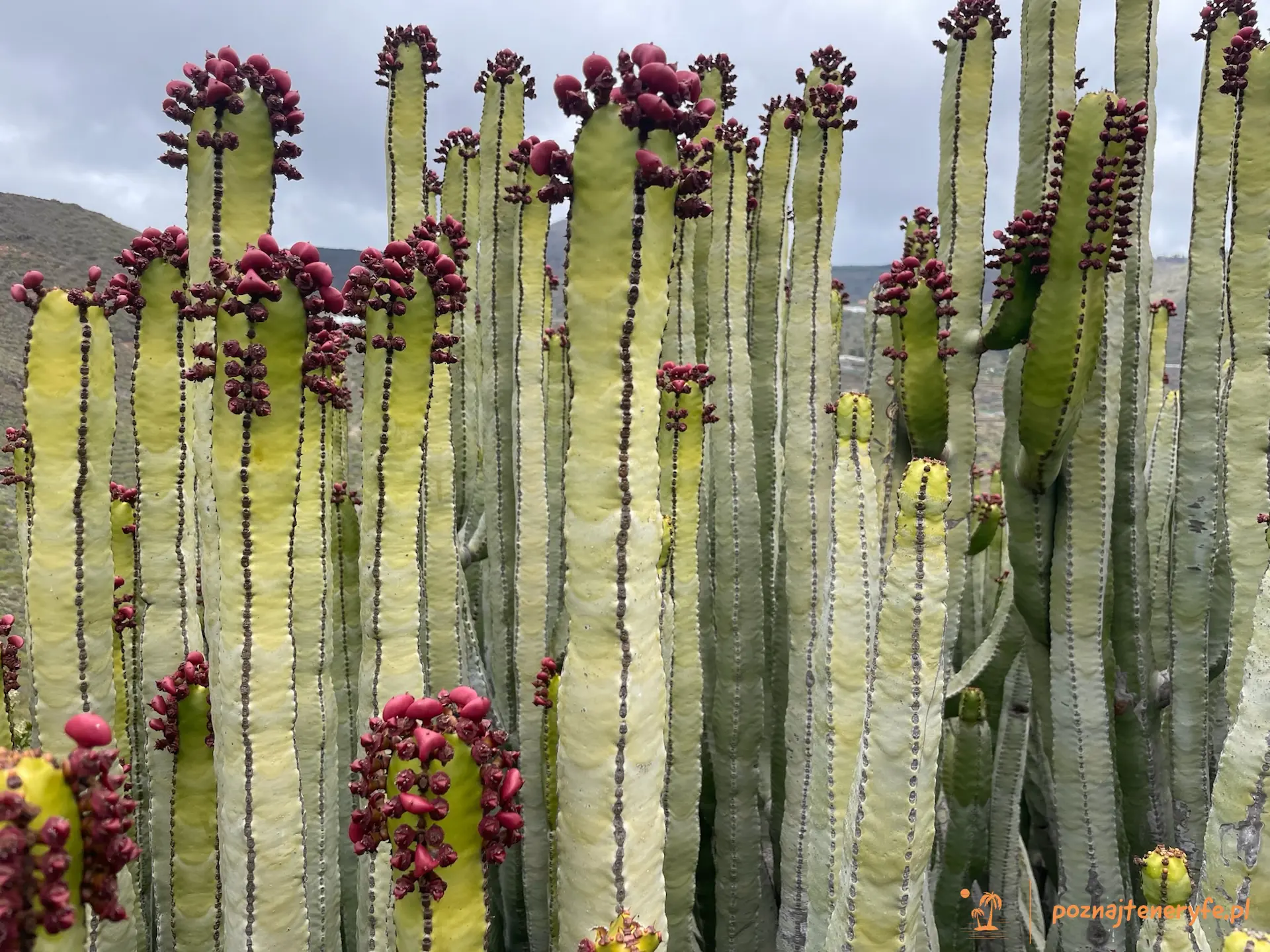 Las flores