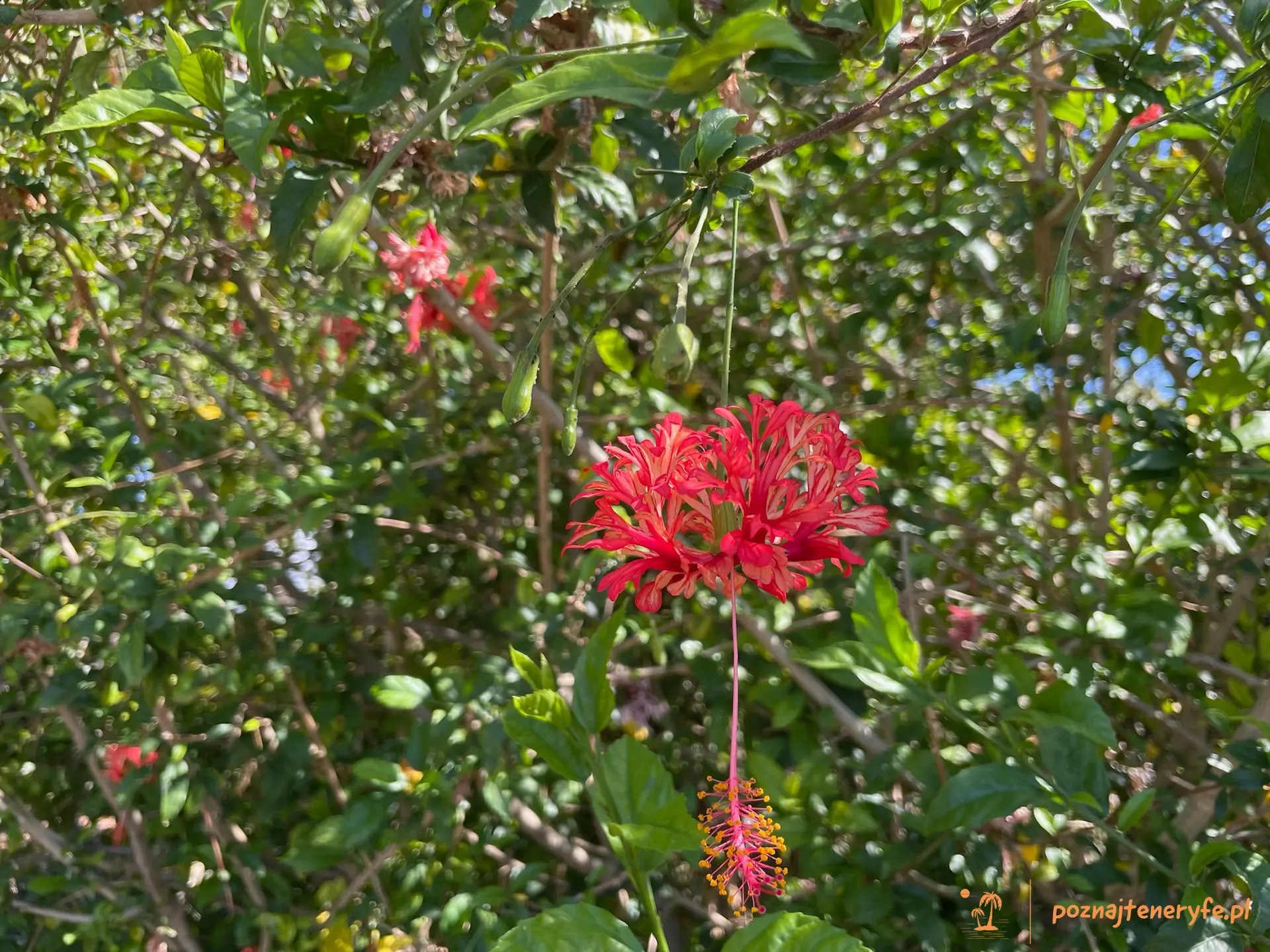 Las flores