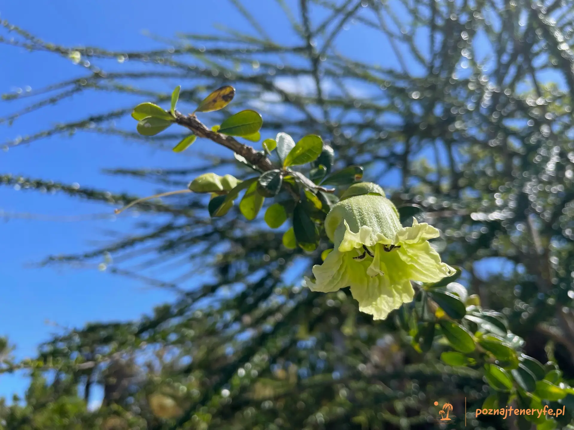 Las flores