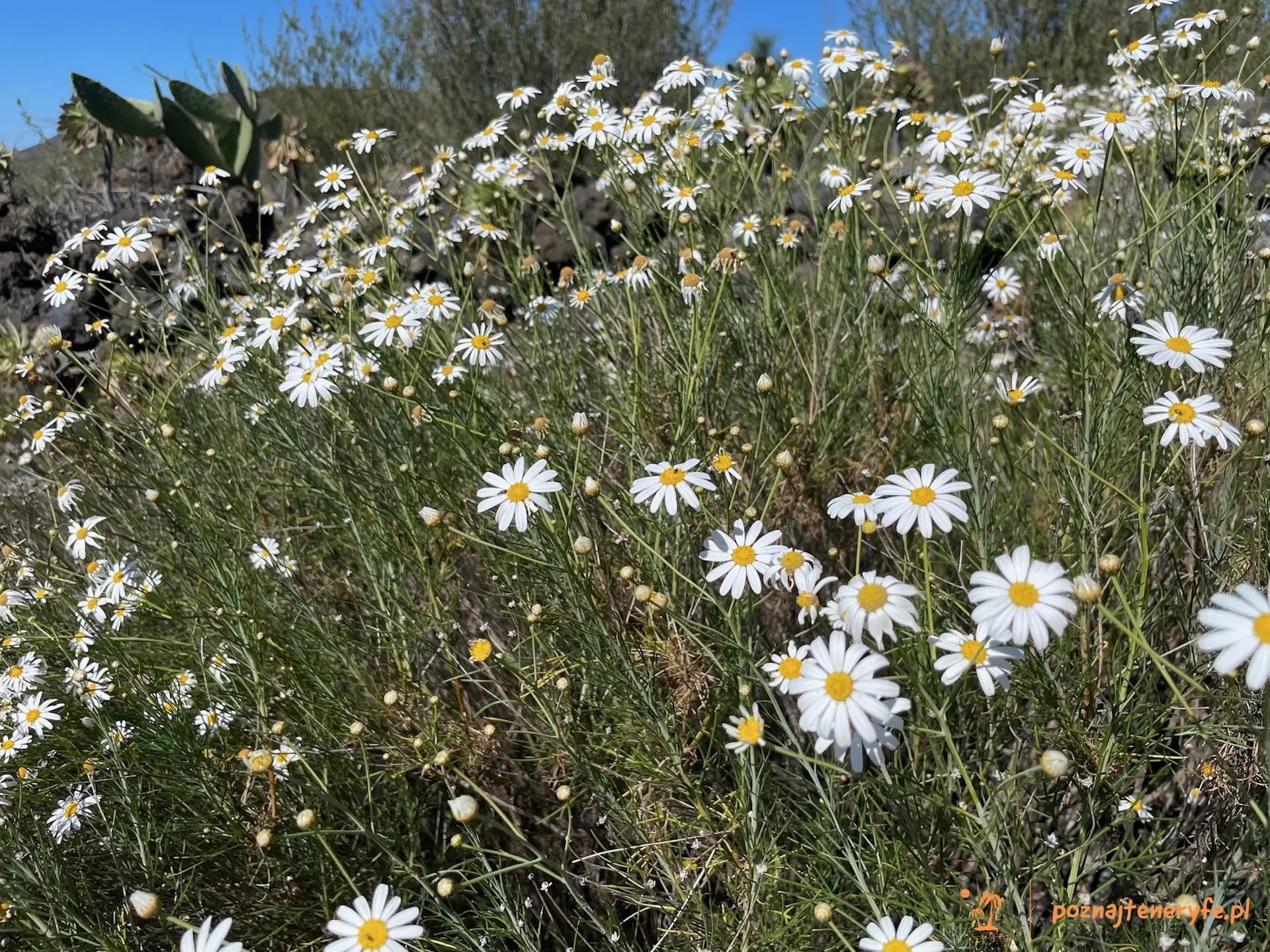 Las flores