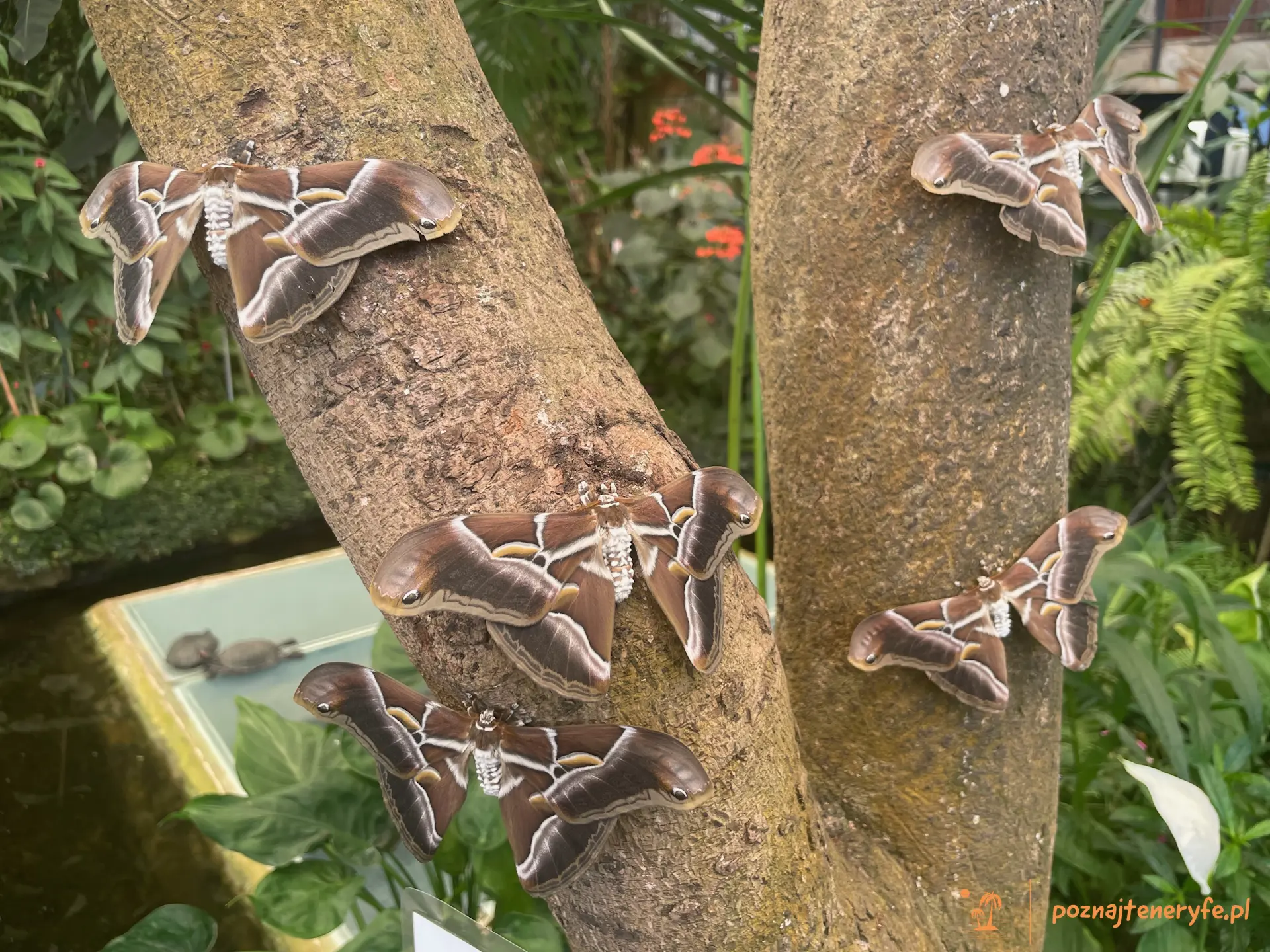 Mariposario del Drago