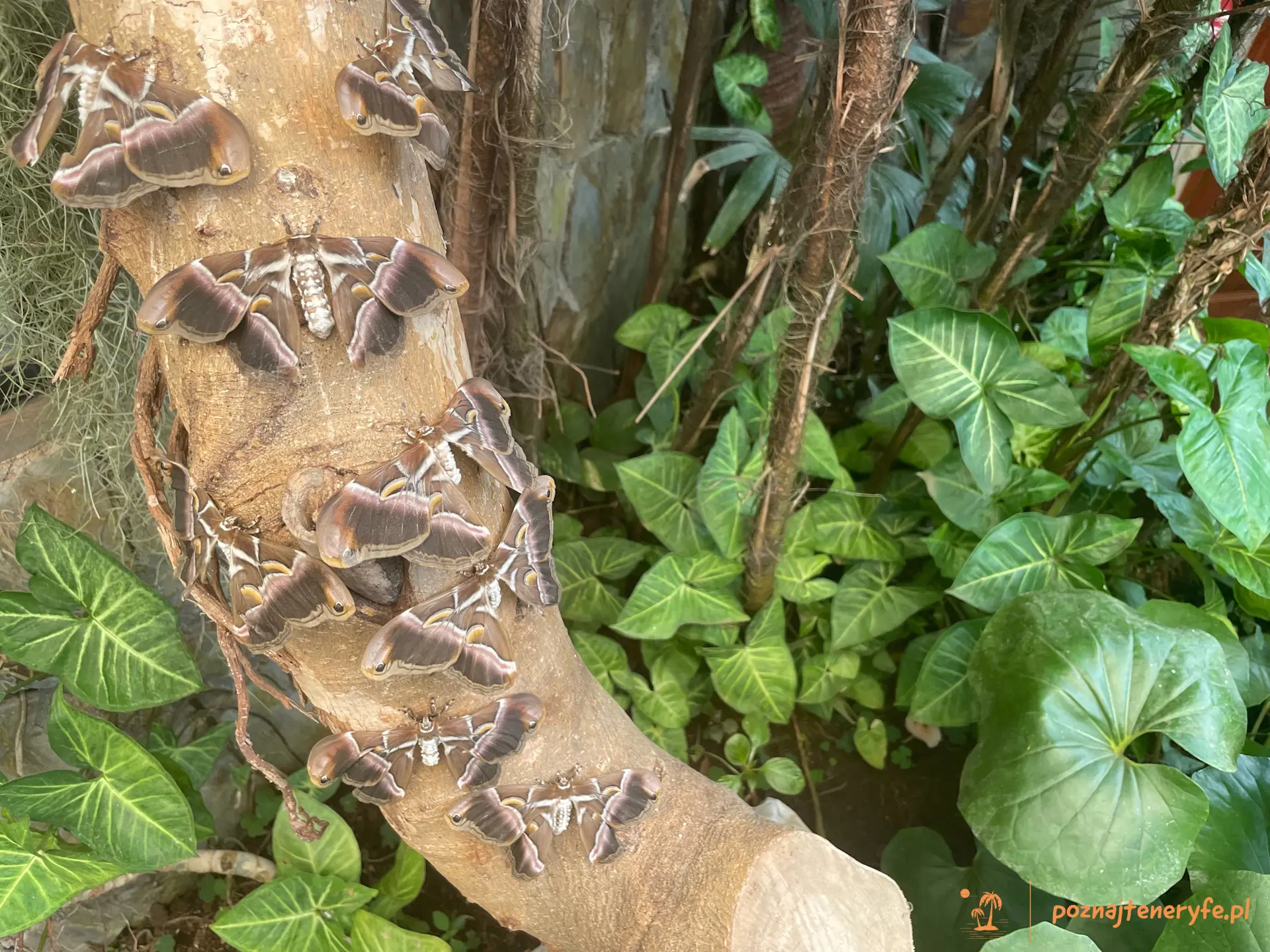 Mariposario del Drago