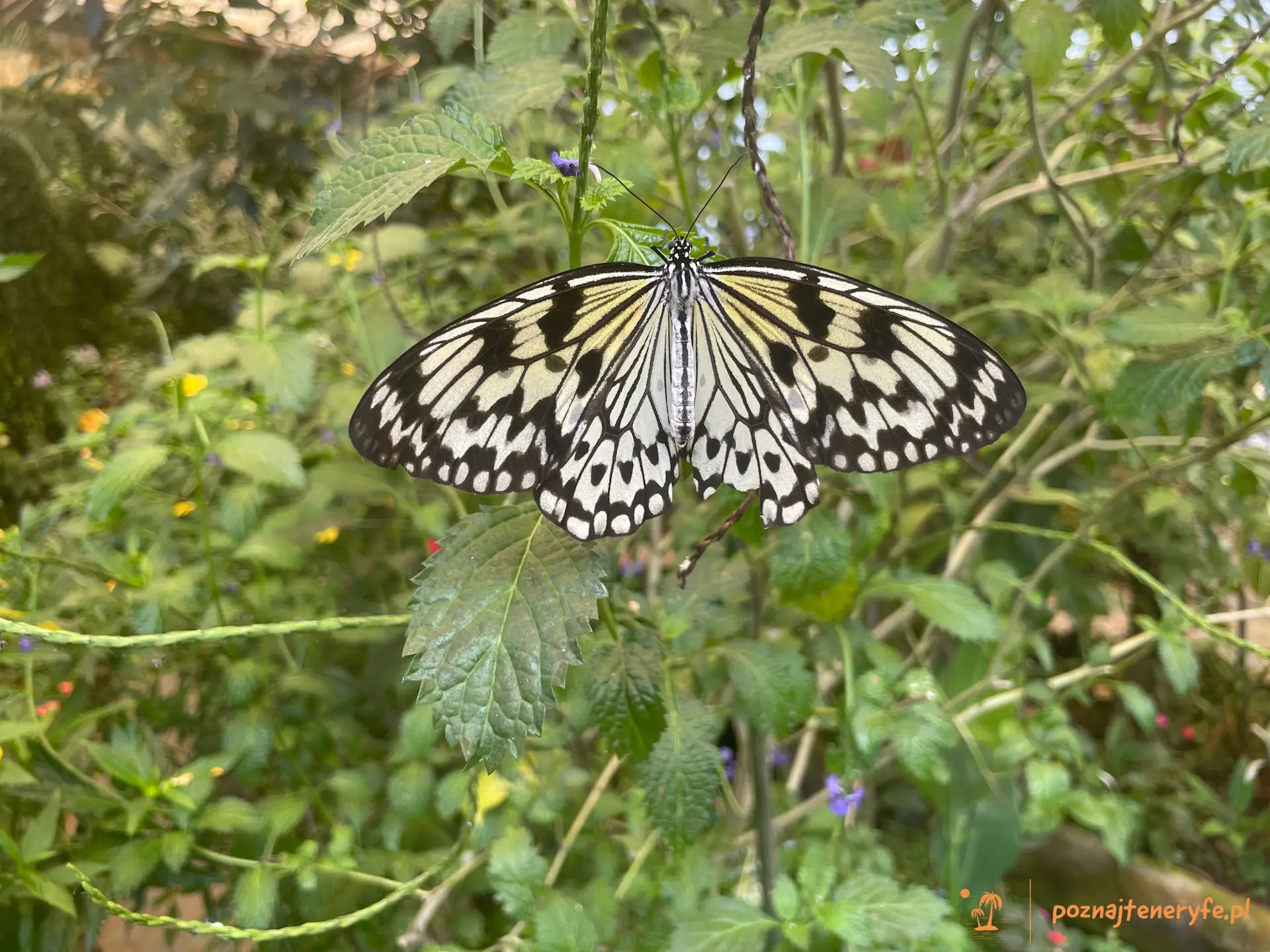 Mariposario del Drago