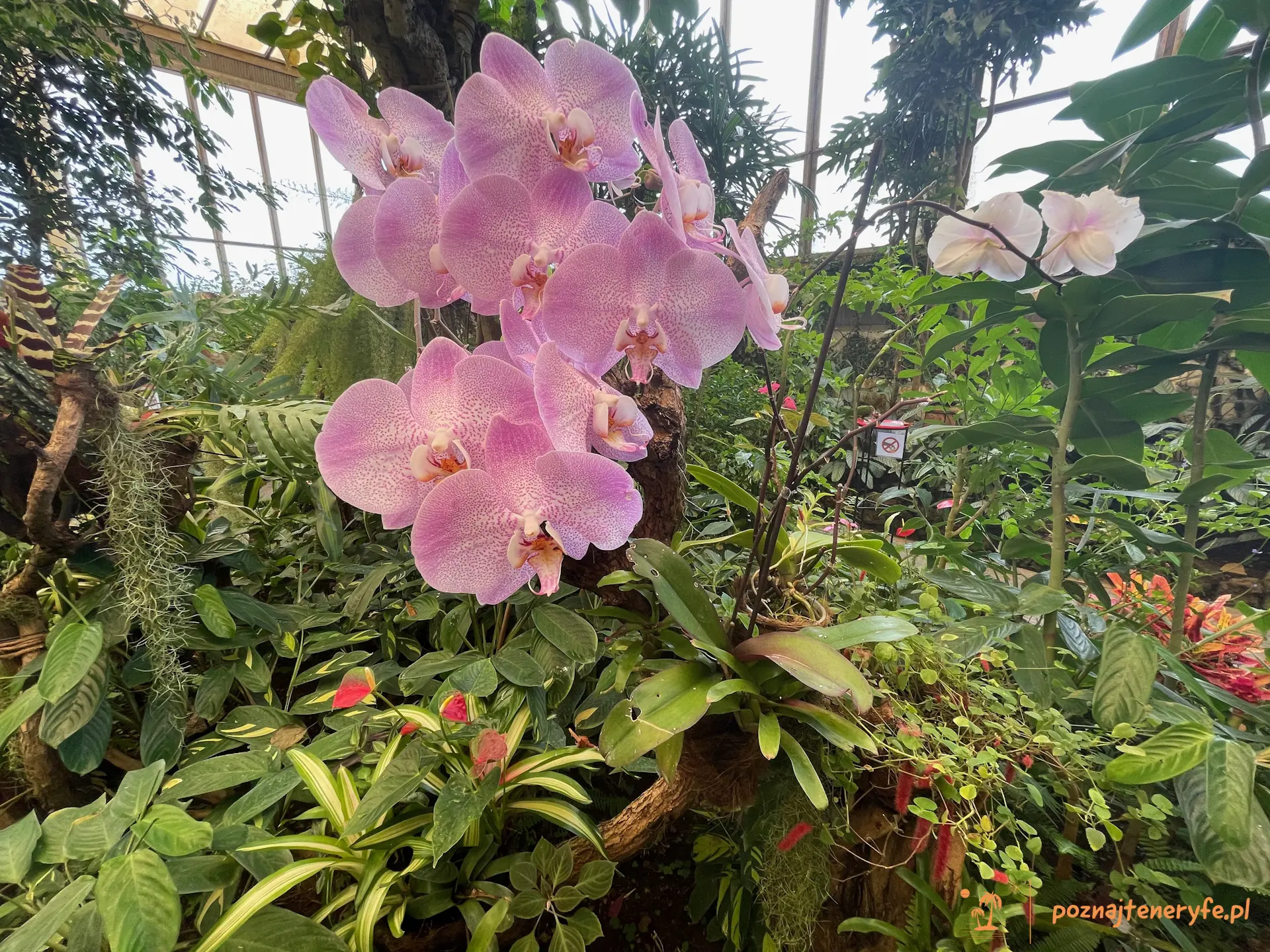 Mariposario del Drago