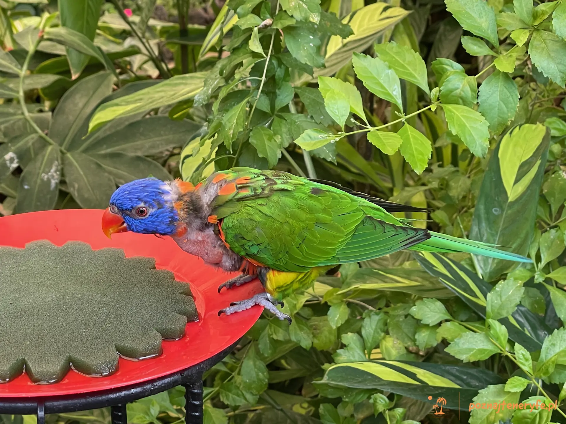 Mariposario del Drago