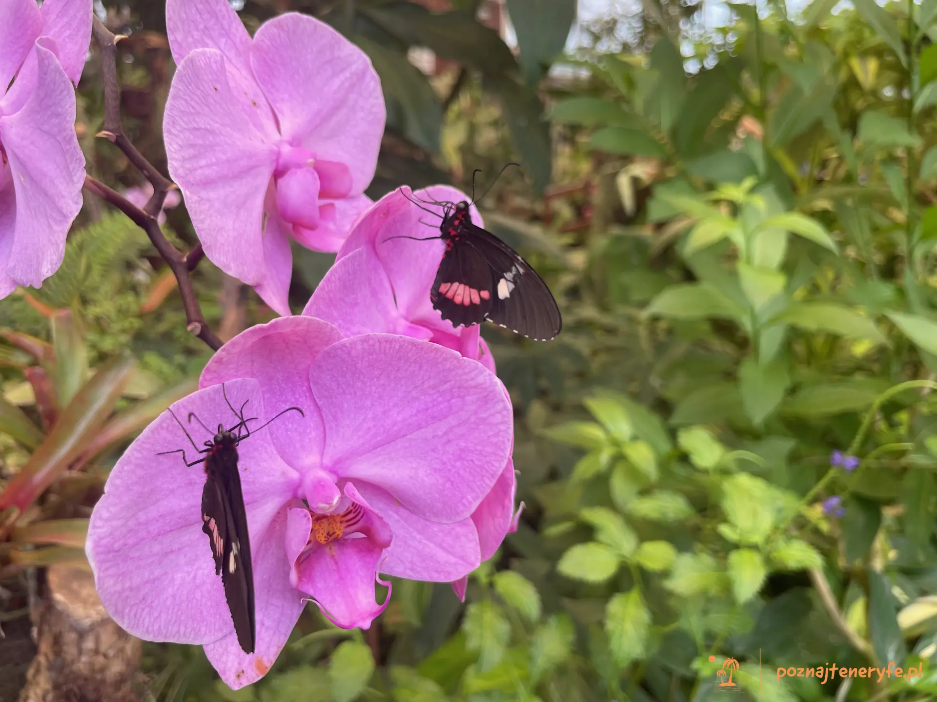 Mariposario del Drago