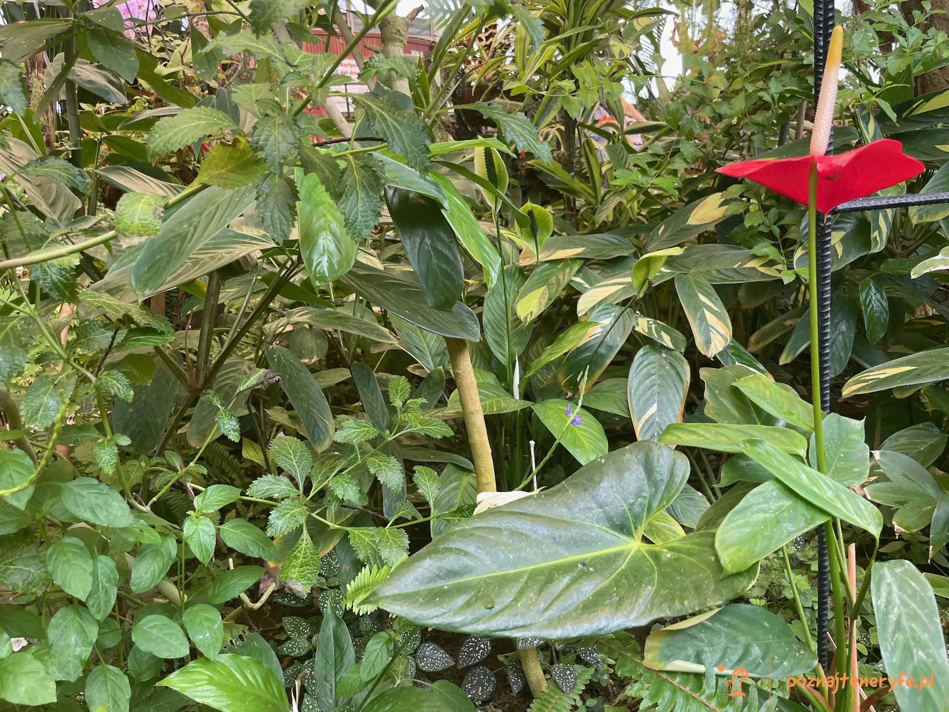 Mariposario del Drago