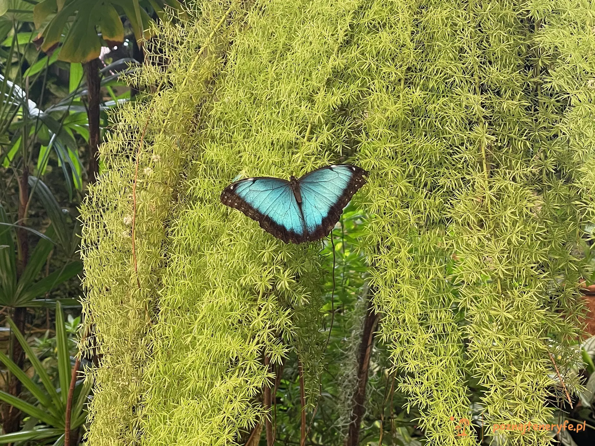 Mariposario del Drago