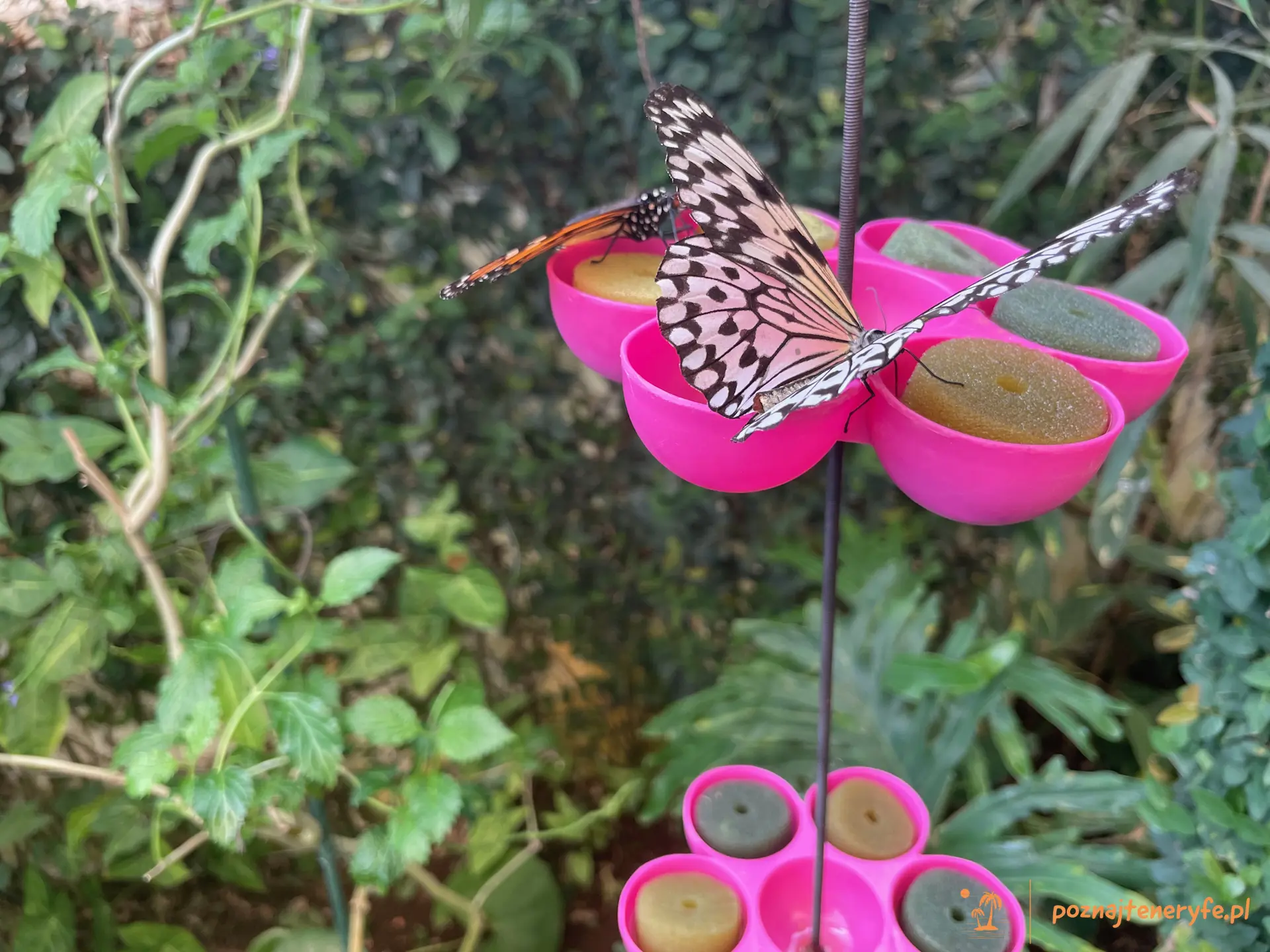 Mariposario del Drago