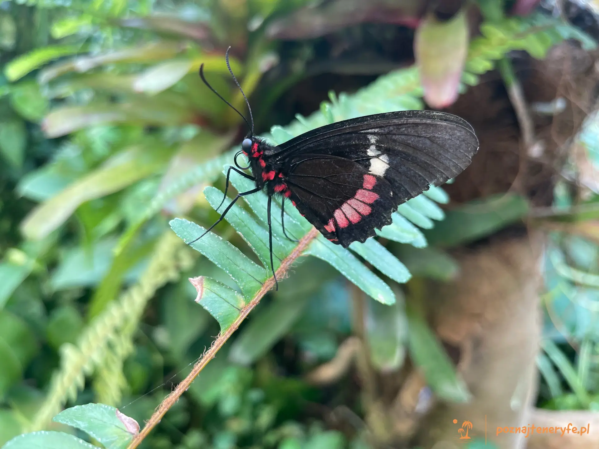 Mariposario del Drago