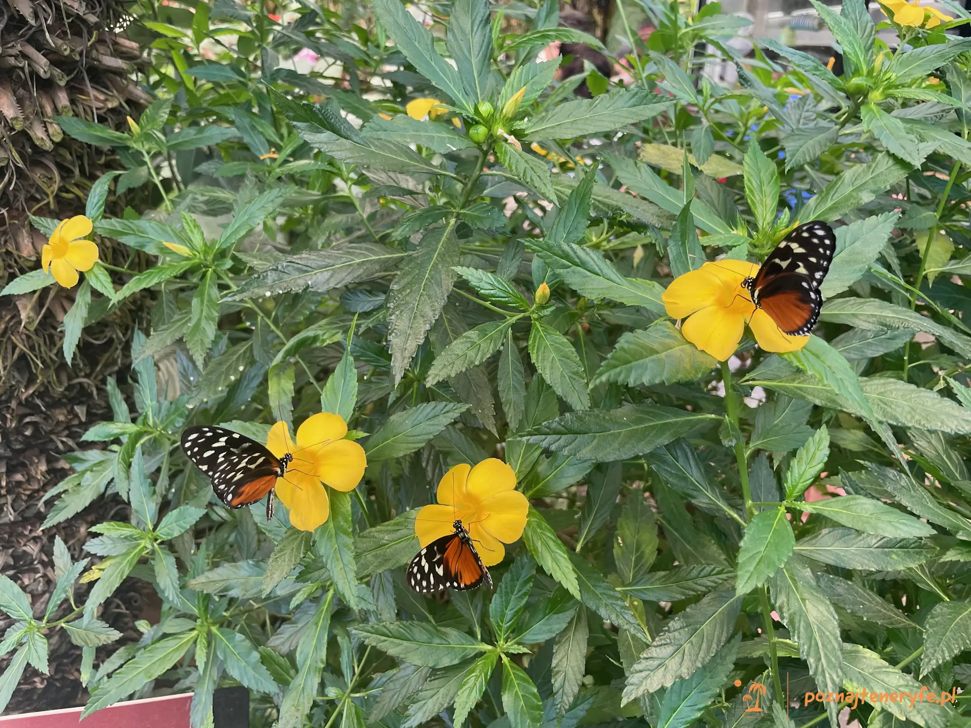 Mariposario del Drago