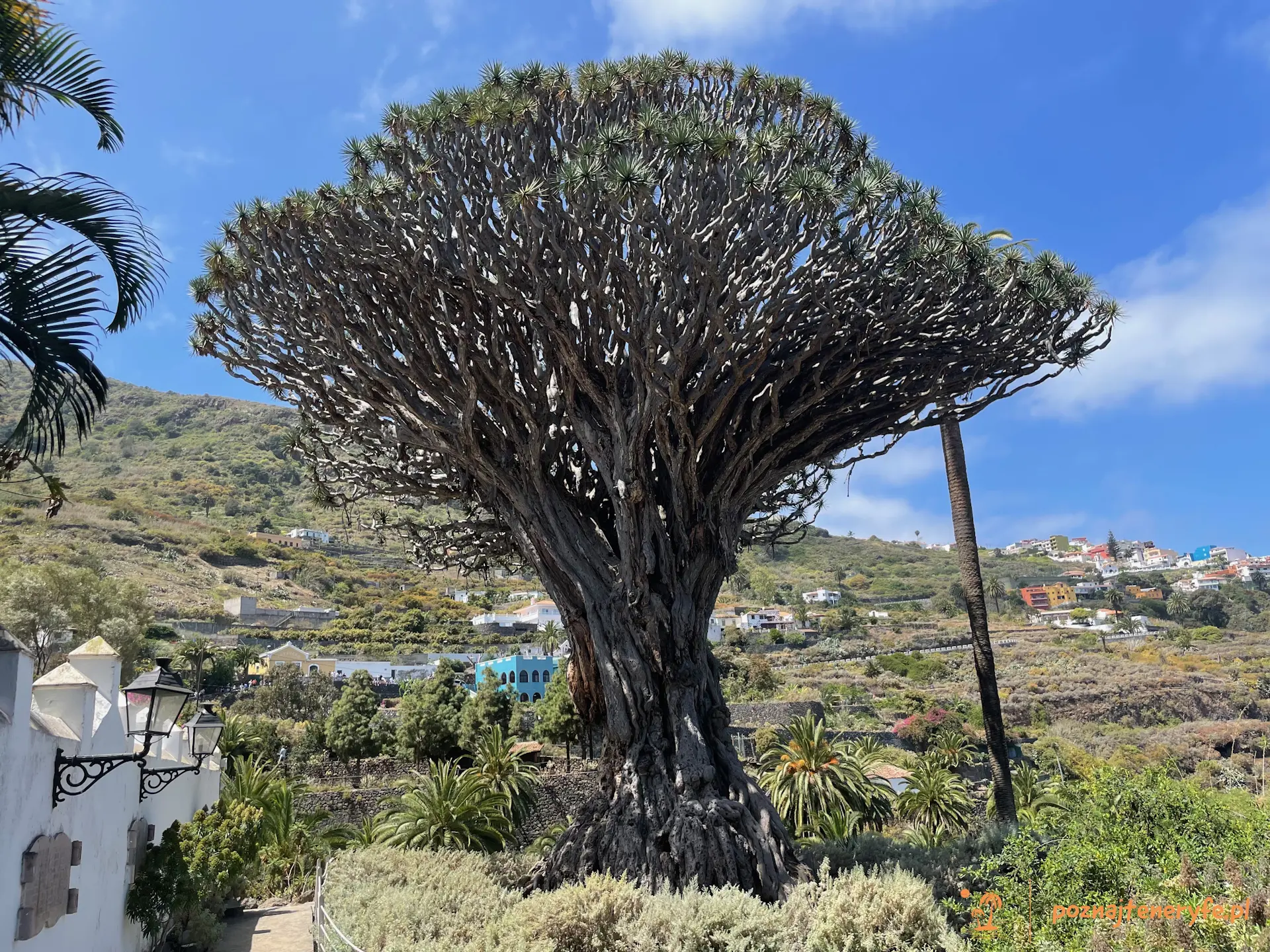 Parque del Drago