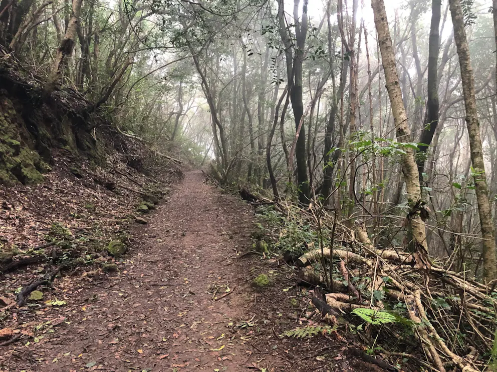 El Bosque de los Enigmas