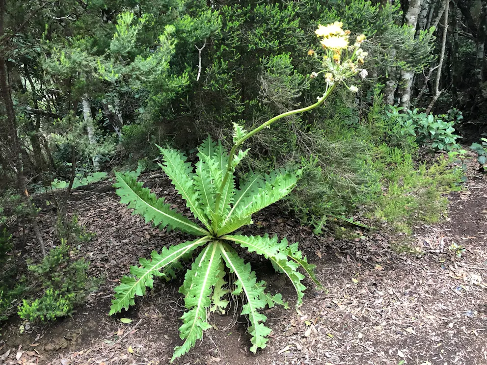 El Bosque de los Enigmas