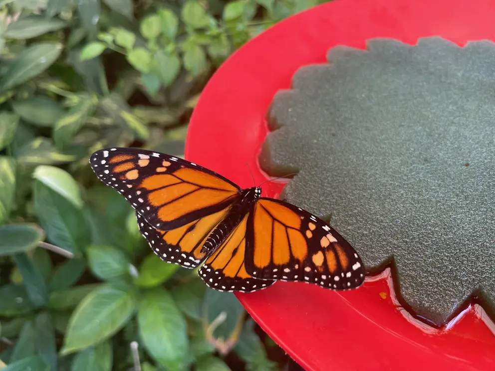 Mariposario del Drago