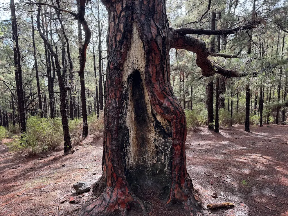 Circular Las Raíces