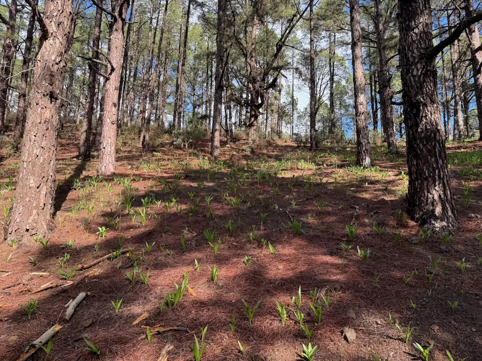 Circular Las Raíces