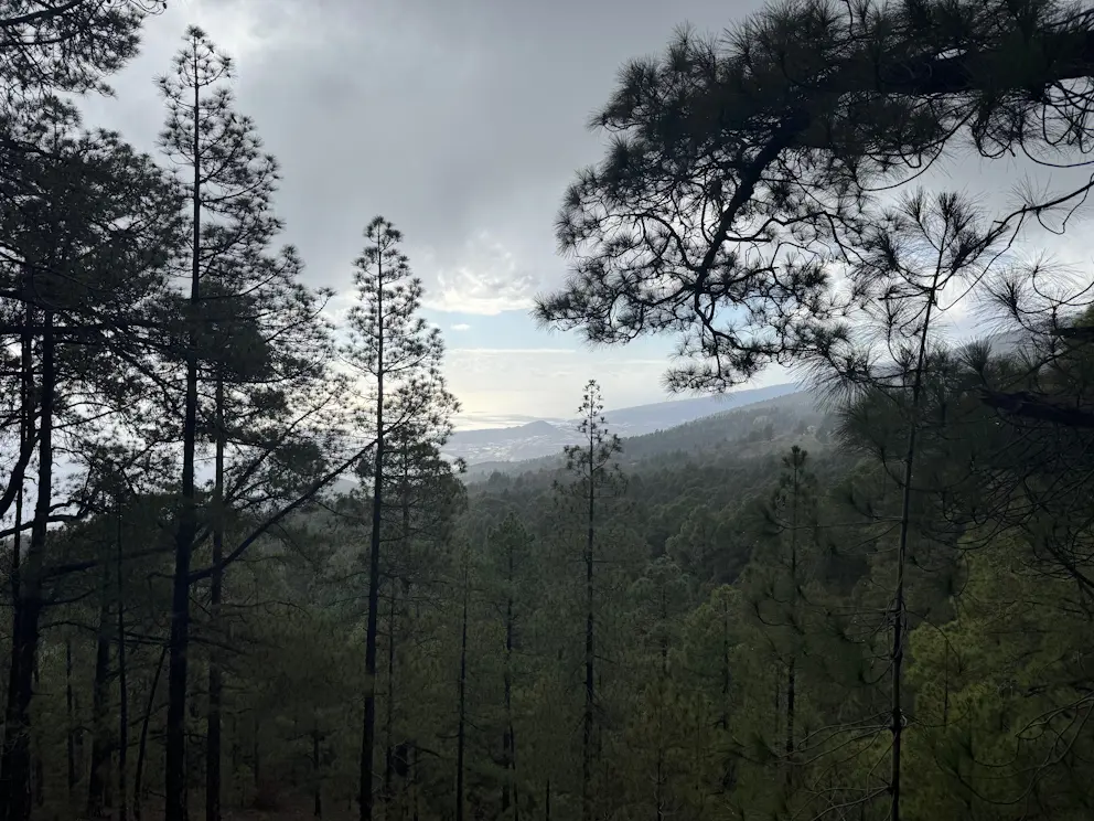 Circular Las Raíces