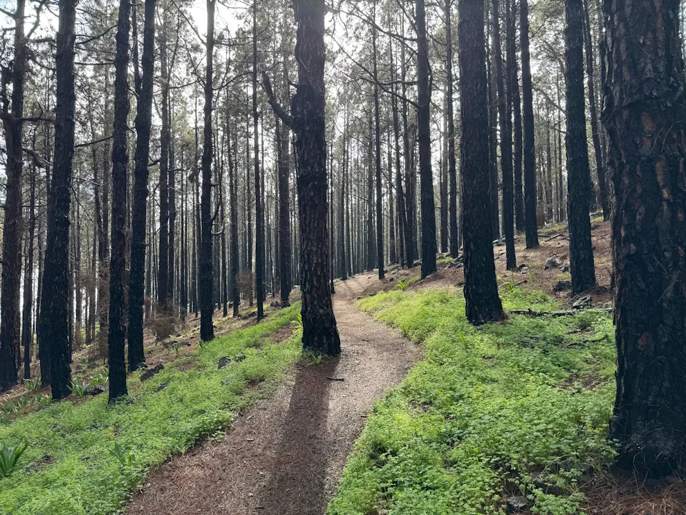 Circular Las Raíces