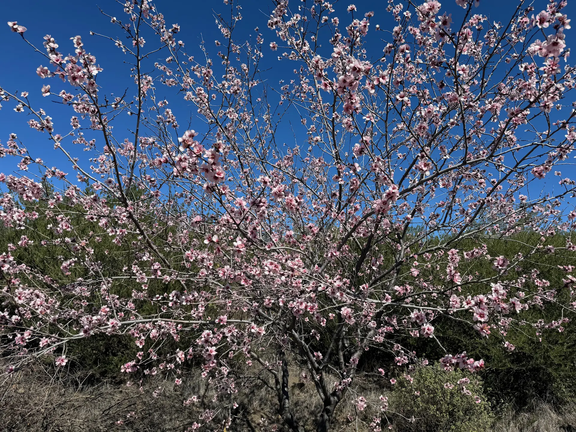 Szlak kwitnących migdałowców