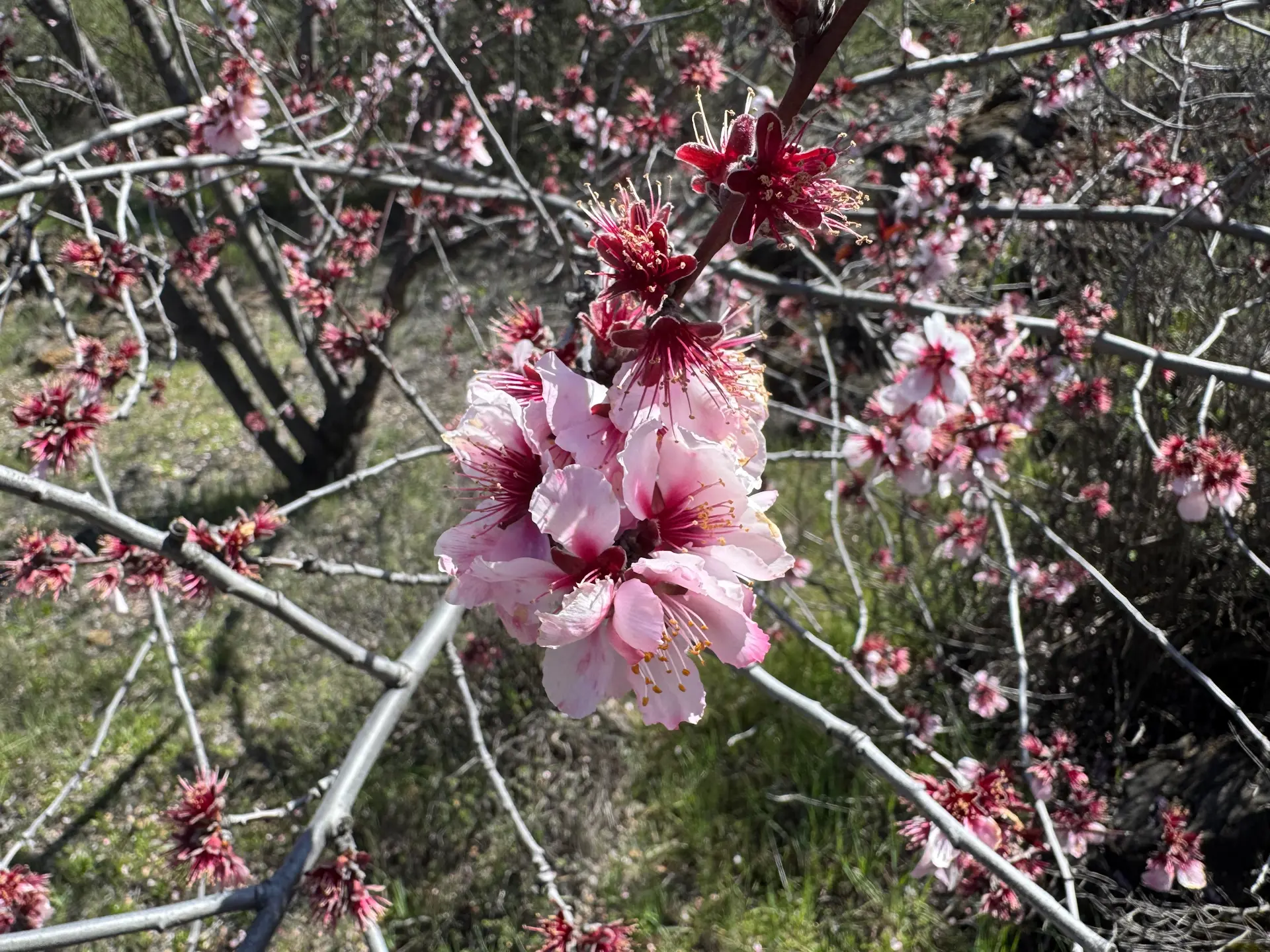 Szlak kwitnących migdałowców 2025