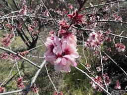 Szlak kwitnących migdałowców 2025