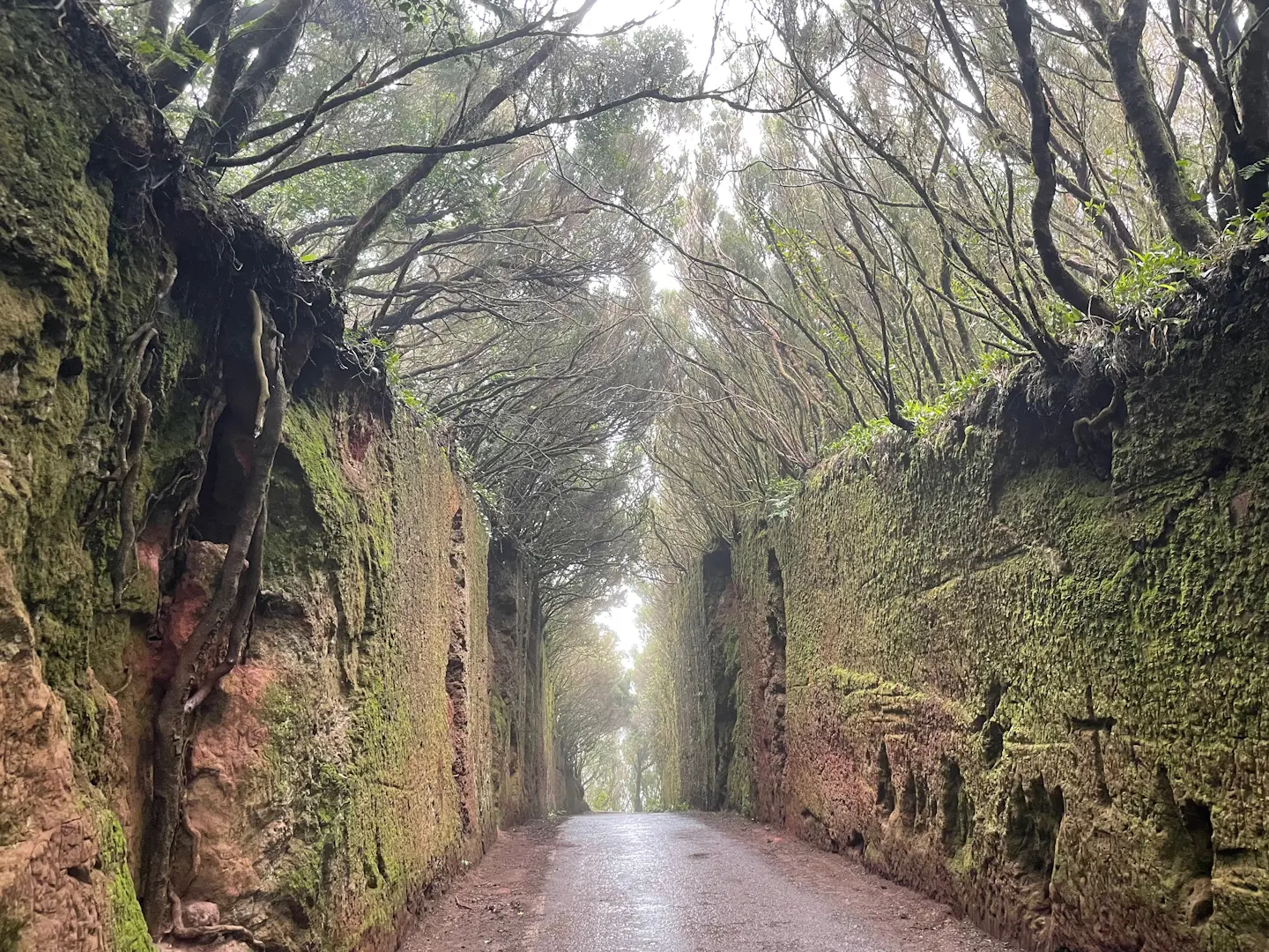 Anaga - Camino viejo al Pico del Inglès