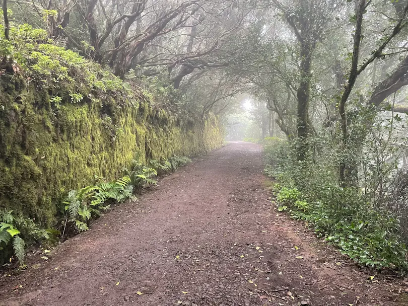 El Bosque de los Enigmas