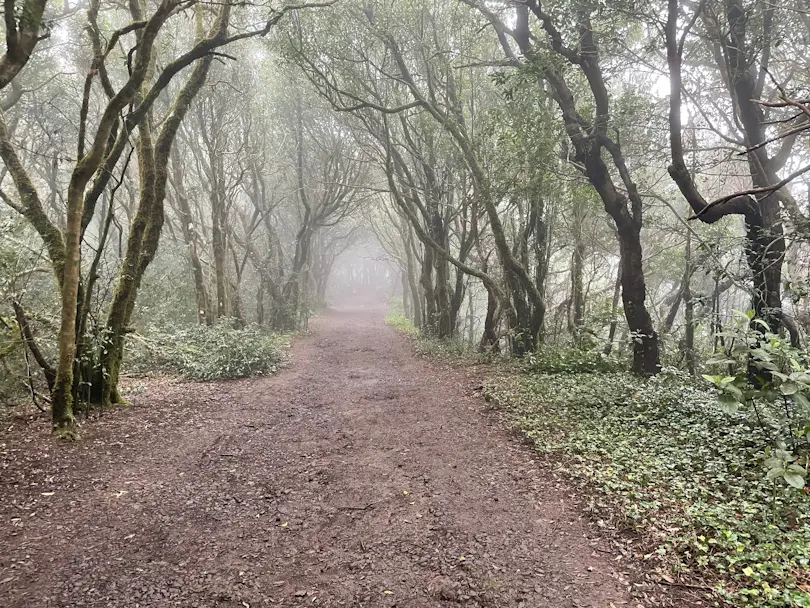 El Bosque de los Enigmas