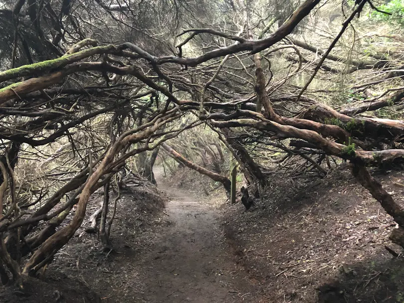 El Bosque de los Enigmas