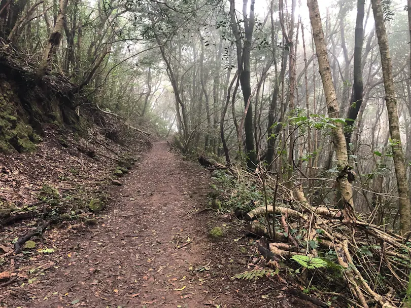 El Bosque de los Enigmas