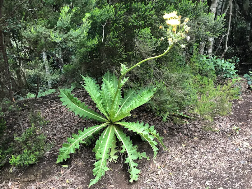 El Bosque de los Enigmas