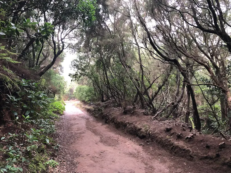 El Bosque de los Enigmas