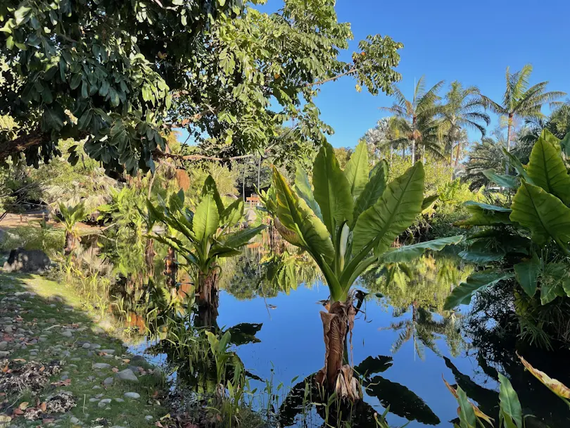 Palmetum of Santa Cruz de Tenerife